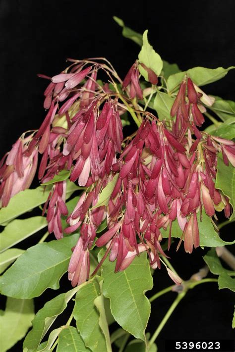 Flowering Ash Fraxinus Ornus