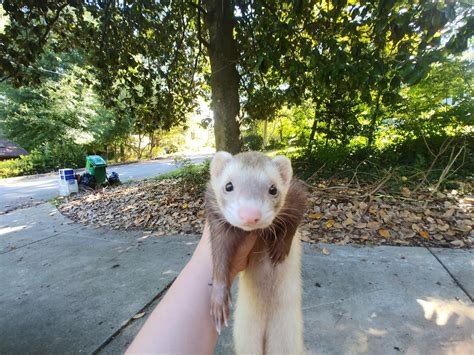 Ferrets for adoption