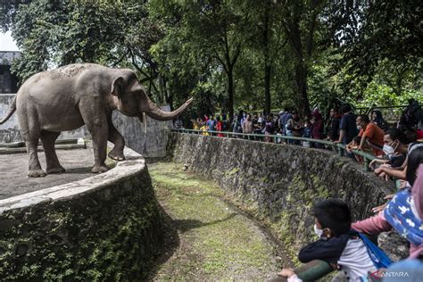 45 Ribu Orang Diperkirakan Kunjungi Taman Margasatwa Ragunan Antara News