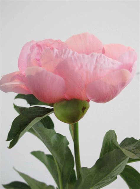 Paeonia Soft Salmon Saucer Strooper Dekker