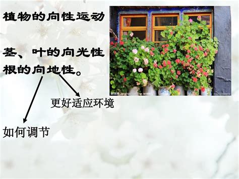 2014高三一轮复习必修三——植物的激素调节word文档在线阅读与下载无忧文档