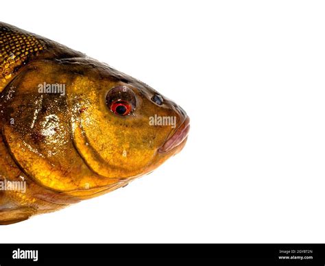 Freshwater fish tench on a white background. Fish tench. Freshwater ...