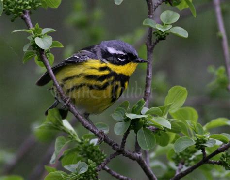 Magnolia Warbler - Window to Wildlife - Photography by Jim Edlhuber