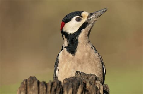 Pic Peiche Dendrocopos Major Great Spotted Woodpecker Le Jardin