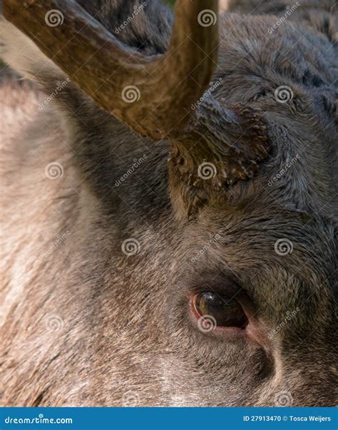 Eurasian Elk or Moose stock photo. Image of brown, wild - 27913470