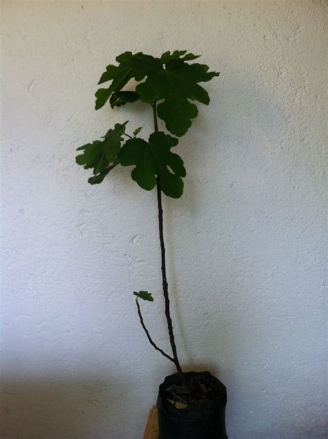 Árboles Frutales Manzanos Ciruelos Chabacanos Duraznos 150 00