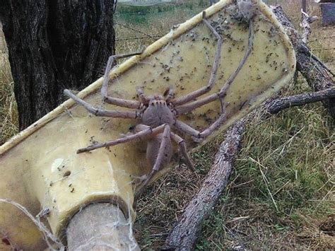 Saran Noticias E Variedades Nova Esp Cie Aranha Gigantesca Capaz De