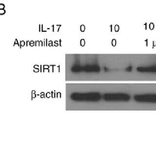 Apremilast Prevents Il Induced Expression And Secretions Of