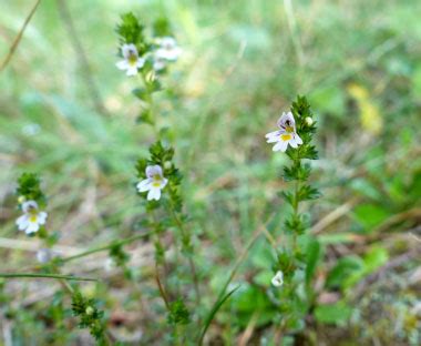 Eyebright: Pictures, Flowers, Leaves & Identification | Euphrasia ...