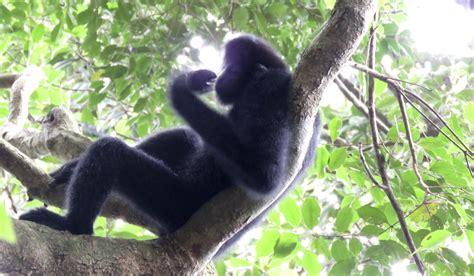 Critically endangered Hainan gibbons return from brink of extinction ...