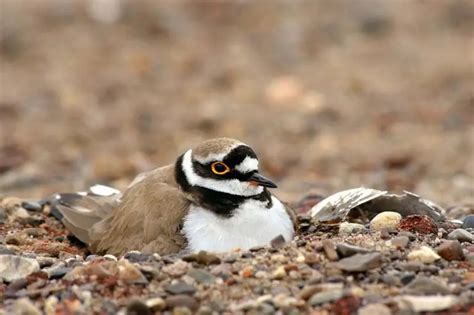 All 13 Types Of Bird Nests With 30 Species Examples