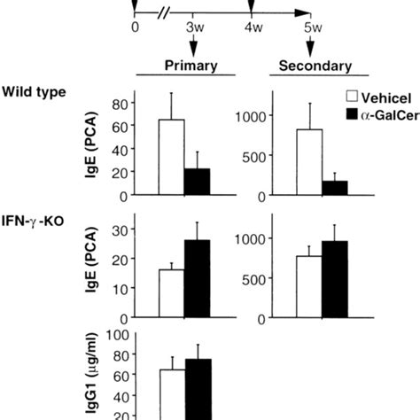 Serum concentration of DNP specific IgE and IgG1 in IFN γKO mice