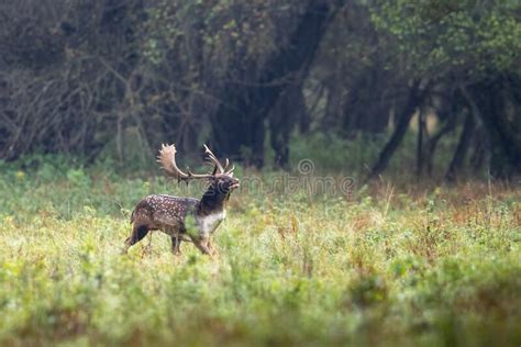 Fallow Deer Male Dama Dama In Autumn Forest Stock Image Image Of