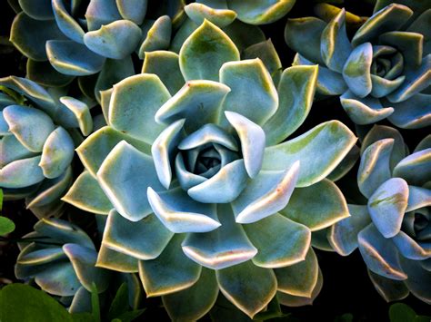 250 Amazing Succulent Photos · Pexels · Free Stock Photos