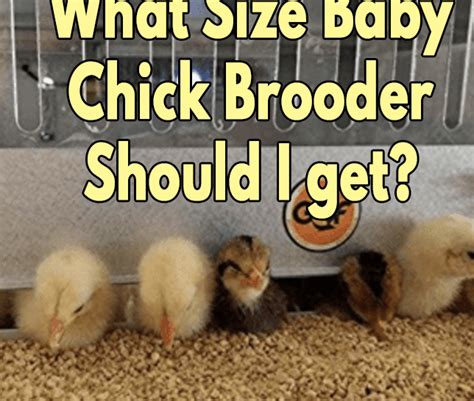 What Size Baby Chick Brooder Should I get?