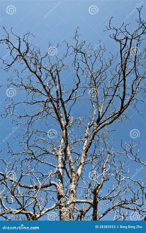 The Naked Branches Stock Image Image Of Tree Nature 28385933