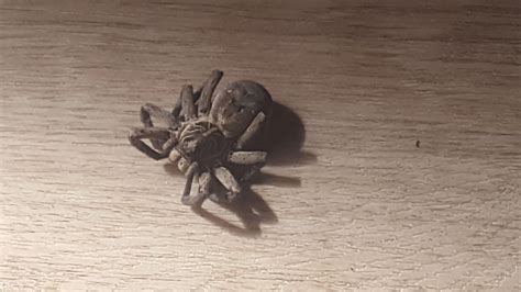 Spider identification : r/australia