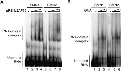 Differential Splice Site Recognition Of Smn And Smn Transcripts By