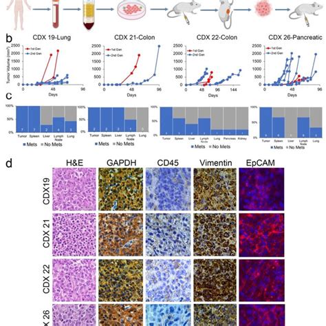 patient derived cdx models  established   period