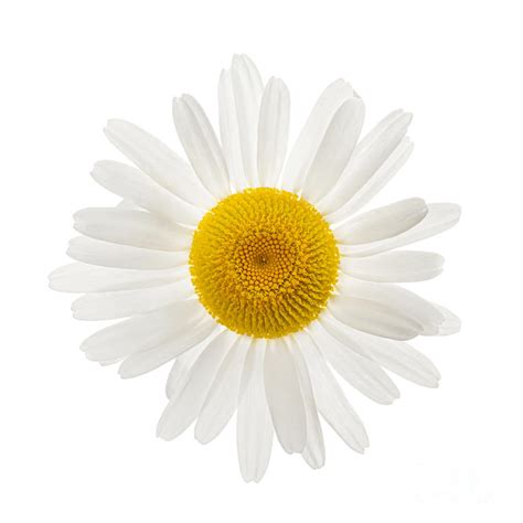 Single Daisy Flower