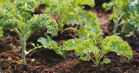 Kale Companion Plants: 15 Best Plants to Grow With Kale | UnAssaggio