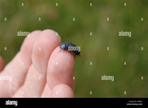 Pill Bug High Resolution Stock Photography And Images Alamy