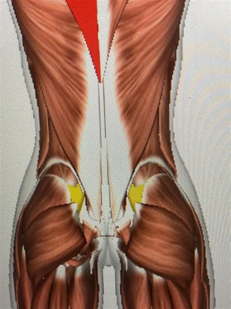 Ontspan Je Psoas Riena Swaanen Vitaalveldtherapie