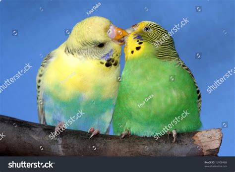 Breeding Pair Budgies Male Budgie Bird Stock Photo 12008488 - Shutterstock