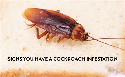 Signs You Have Cockroaches Roach Cockroach Insect