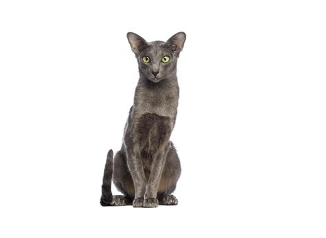 Oriental Shorthair Cat Breed - Characteristics, Behavior, Care and Health