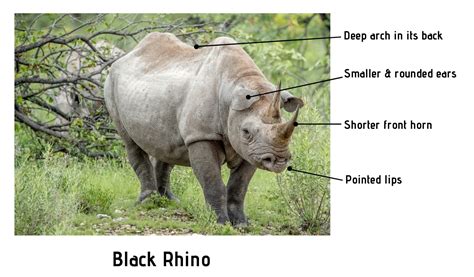 What's The Difference? White Rhino Vs Black Rhino - Safari Ventures