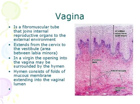 Histology Of Female Reproductive System Petek Korkusuz Md