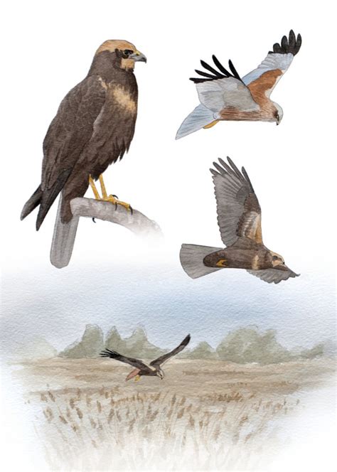 Marsh Harrier | Northern Ireland Raptor Study Group