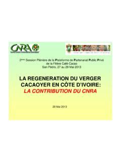 LA REGENERATION DU VERGER CACAOYER EN CÔTE DIVOIRE la regeneration