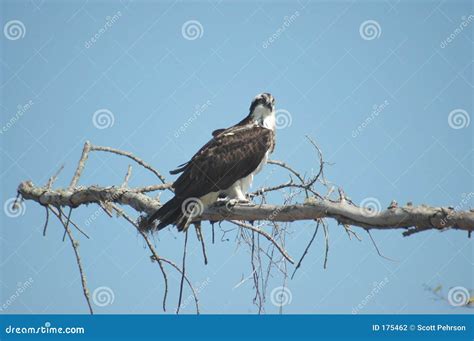 Osprey Perched Stock Photo Image Of Raptor Nature Wild