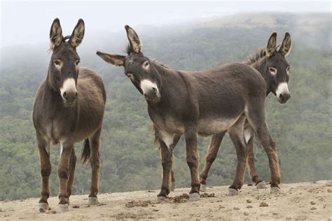 El burro un animal en peligro de extinción Infobae