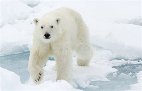 Ours blanc photo stock. Image du marin, froid, animal - 25981588