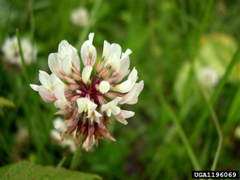 White Clover Trifolium Repens