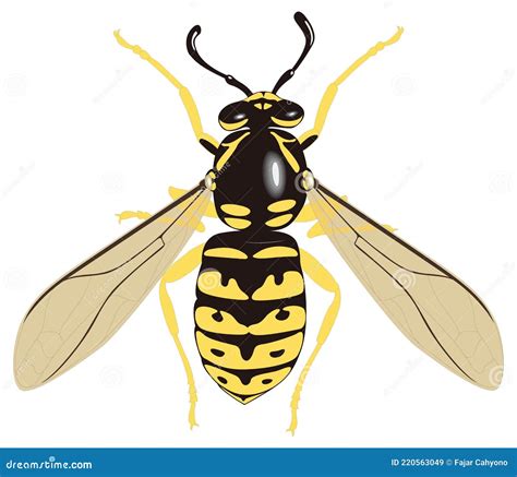 Amarillo Chaqueta Abeja Avispa Insecto Vector Ilustración Fondo