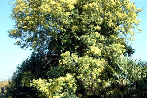 Tropical Garden London Urban Tropics Tropical Garden Tropical