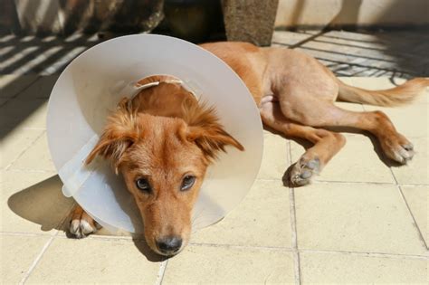 Bus Datum Rechtfertigen Leckschutz Hund T Shirt Ehemalige Bewegung Reiniger