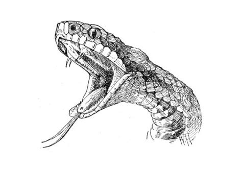 Pin By Alex Winemiller On Artwork Illustration Snake Sketch Snake