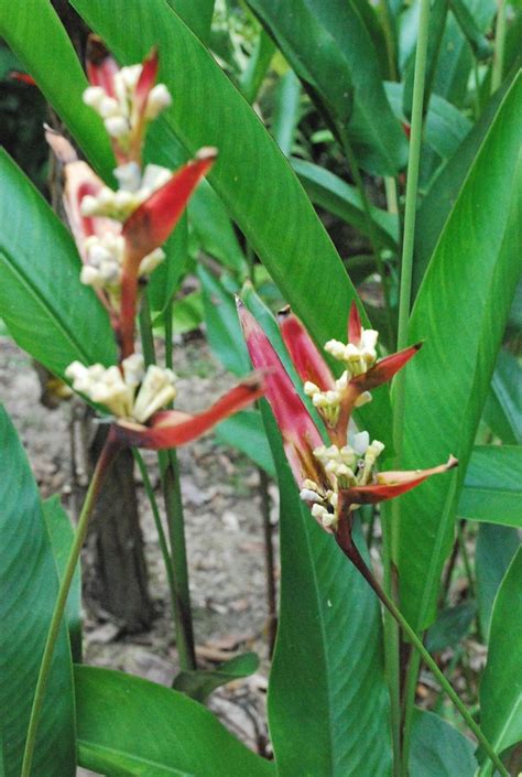 Heliconiaceae Heliconia Is A Genus Of About To Spe Flickr