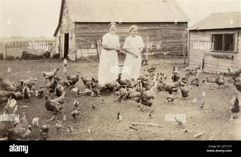 Vintage Farm Chickens Hi Res Stock Photography And Images Alamy