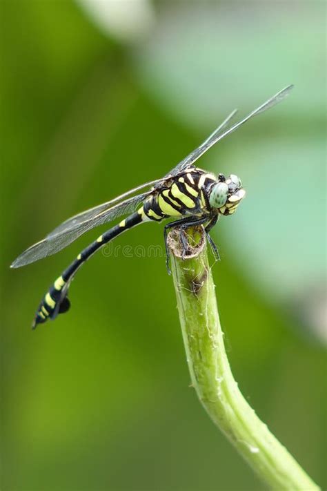 A green dragonfly stock image. Image of animal, colorful - 106067937