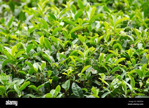 Tea Plant High Resolution Stock Photography And Images Alamy