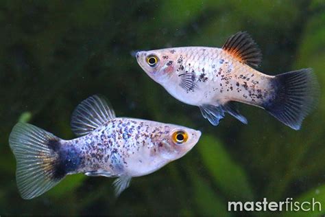 Calico Platy Blau Xiphophorus Maculatus Masterfisch