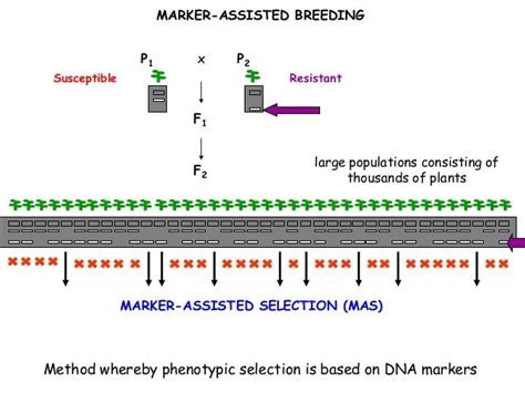 Marker Assisted Selection