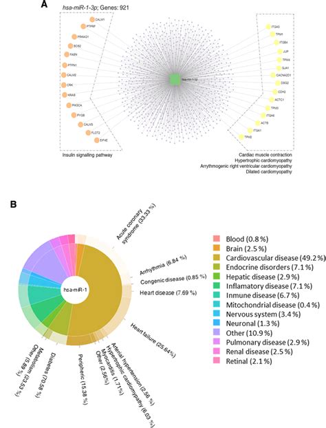 A Hsa Mir P Predicted Target Genes And The Kegg Pathways In Which