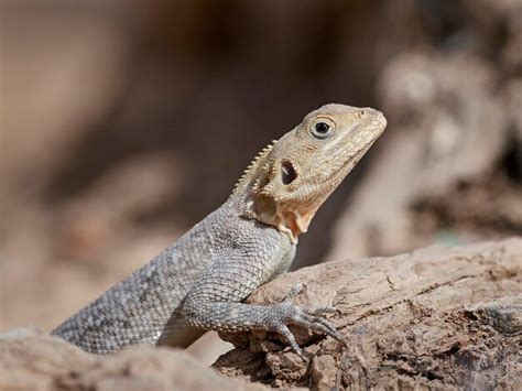 Premium Photo Agama Lizard Agama Agama